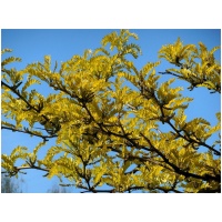 Gleditsia triacanthos Sunburst K35 6-8