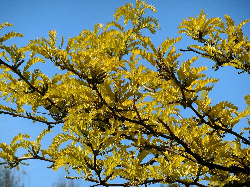 Gleditsia triacanthos Sunburst K35 6-8
