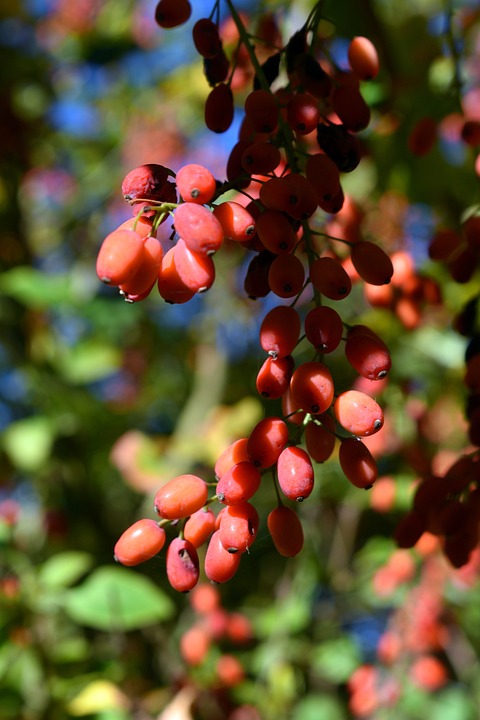 GOJI GROSFRUCHTING