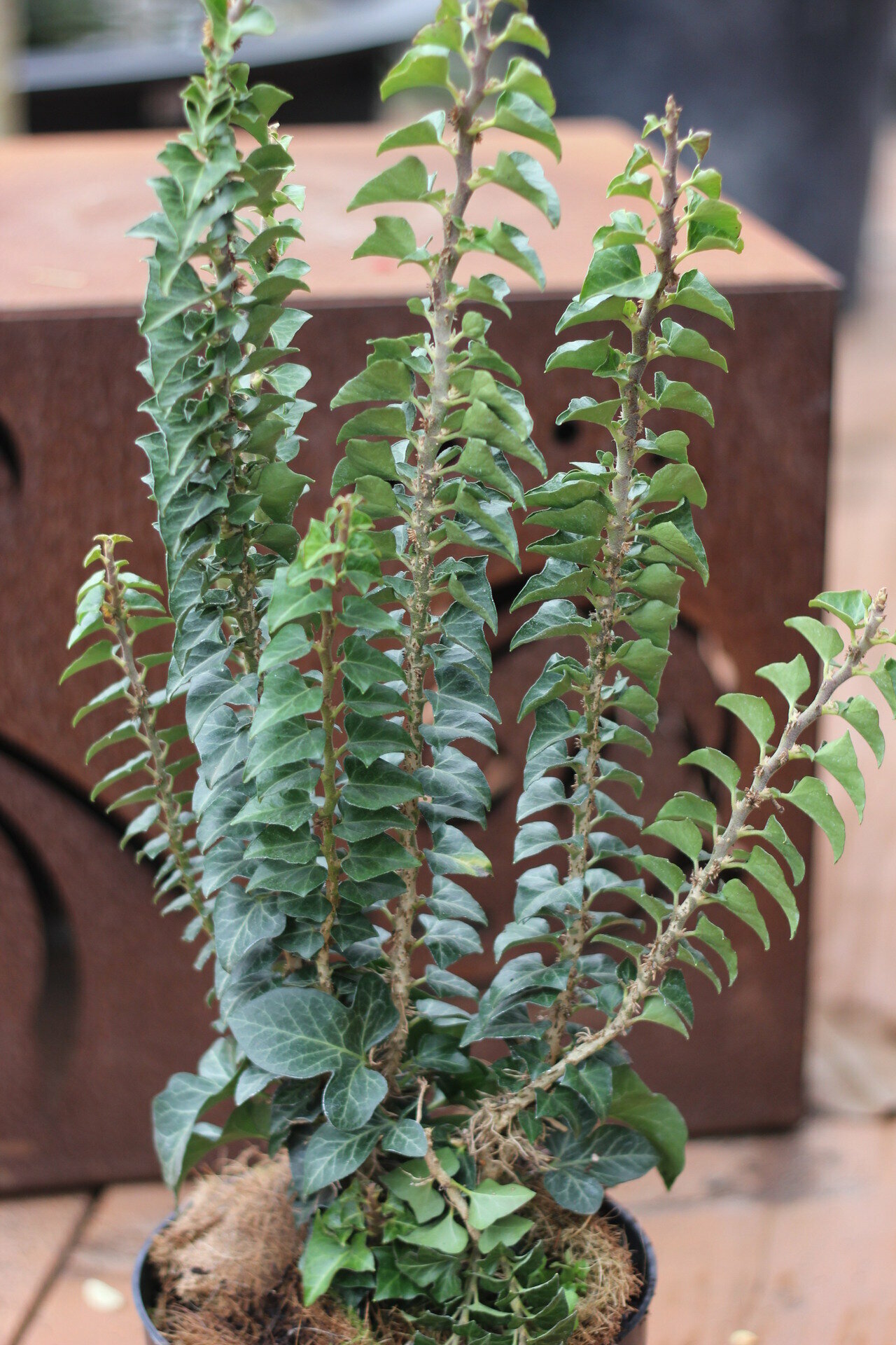 HEDERA HELIX ‘ERECTA‘ 20-30
