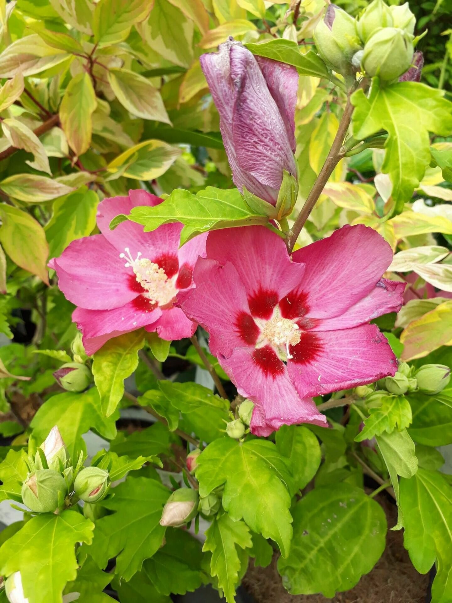 HIBISCUS SYRIACUS