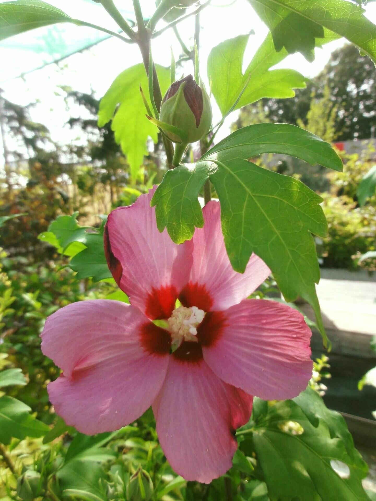 HIBISCUS SYRIACUS