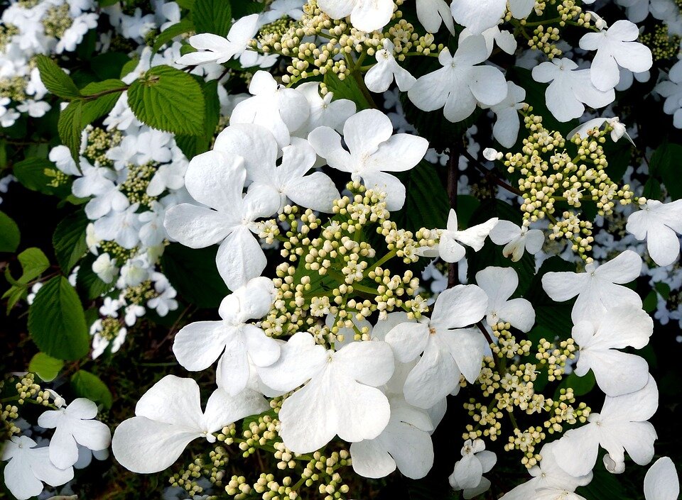 HYDRANGEA ANOMALA ´PETIOLARIS´