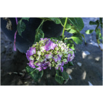 HYDRANGEA MACROPHYLLA