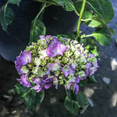 HYDRANGEA MACROPHYLLA