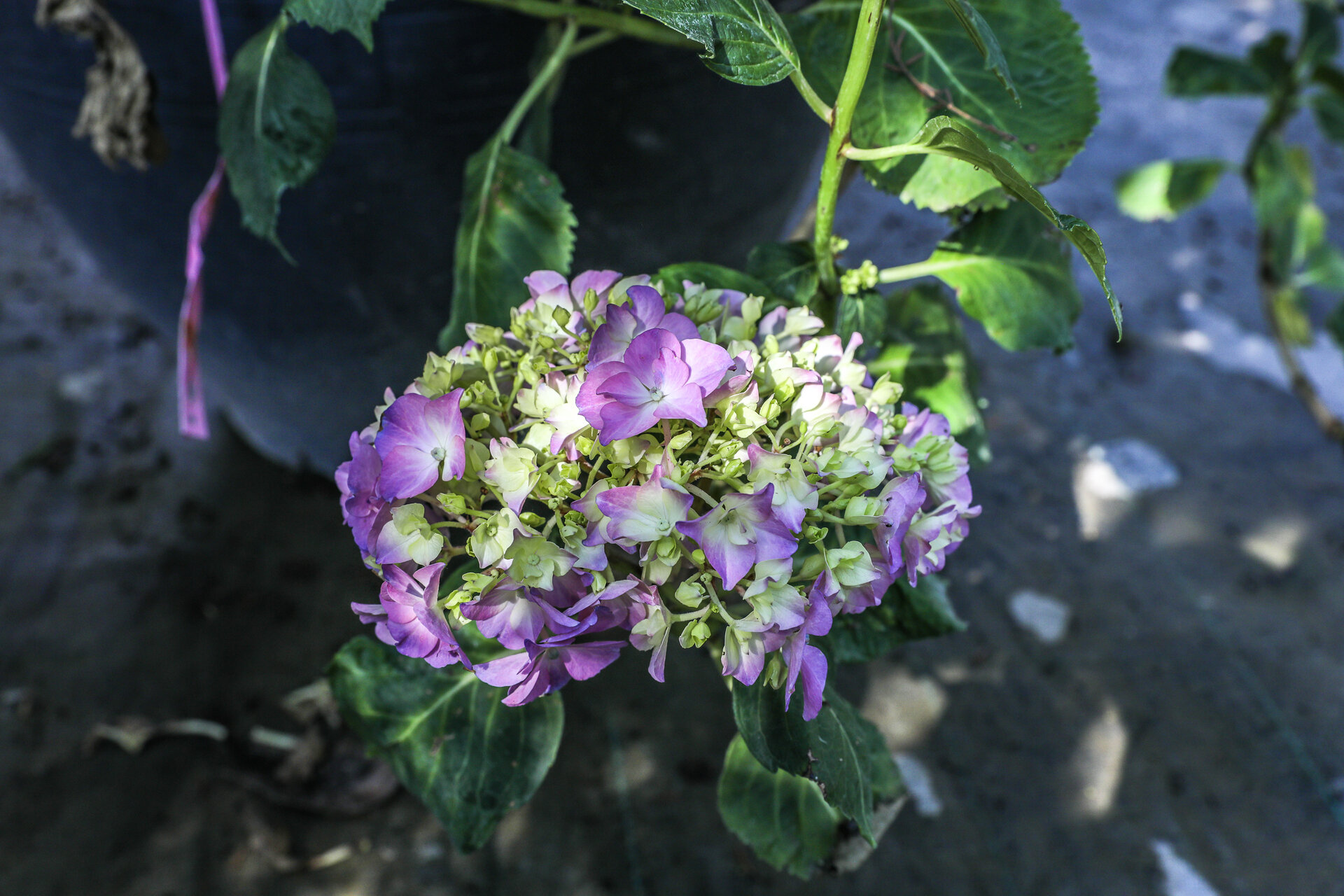 HYDRANGEA MACROPHYLLA