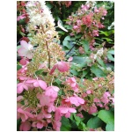 HYDRANGEA PANICULATA ´CANDLELIGHT´