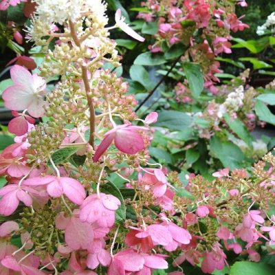 HYDRANGEA PANICULATA ´CANDLELIGHT´