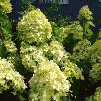HYDRANGEA PANICULATA ´LIMELIGHT´