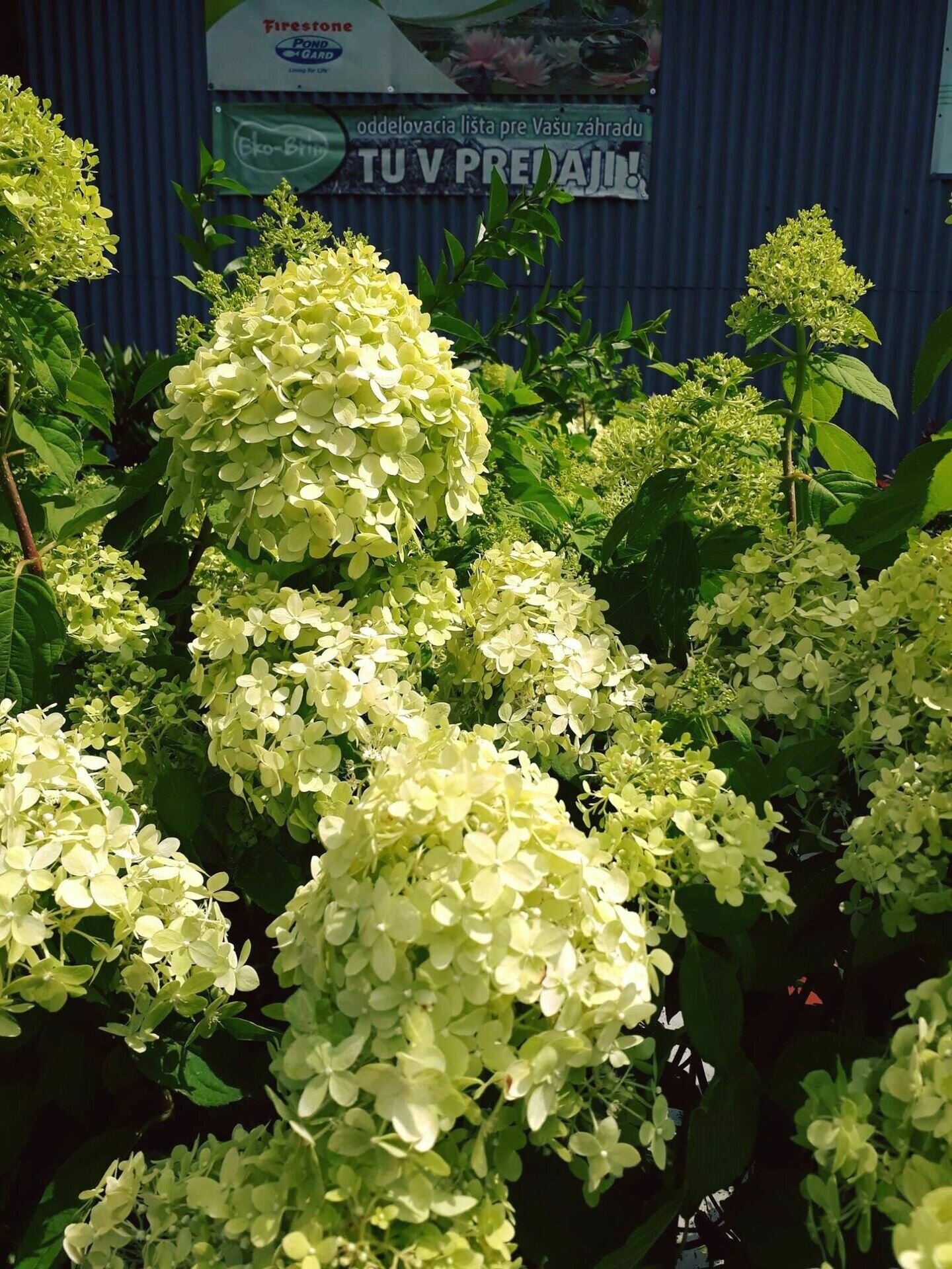 HYDRANGEA PANICULATA ´LIMELIGHT´