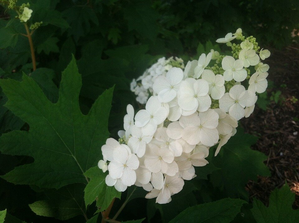 HYDRANGEA QUERCIFOLIA
