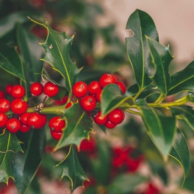 ILEX AQUIFOLIUM