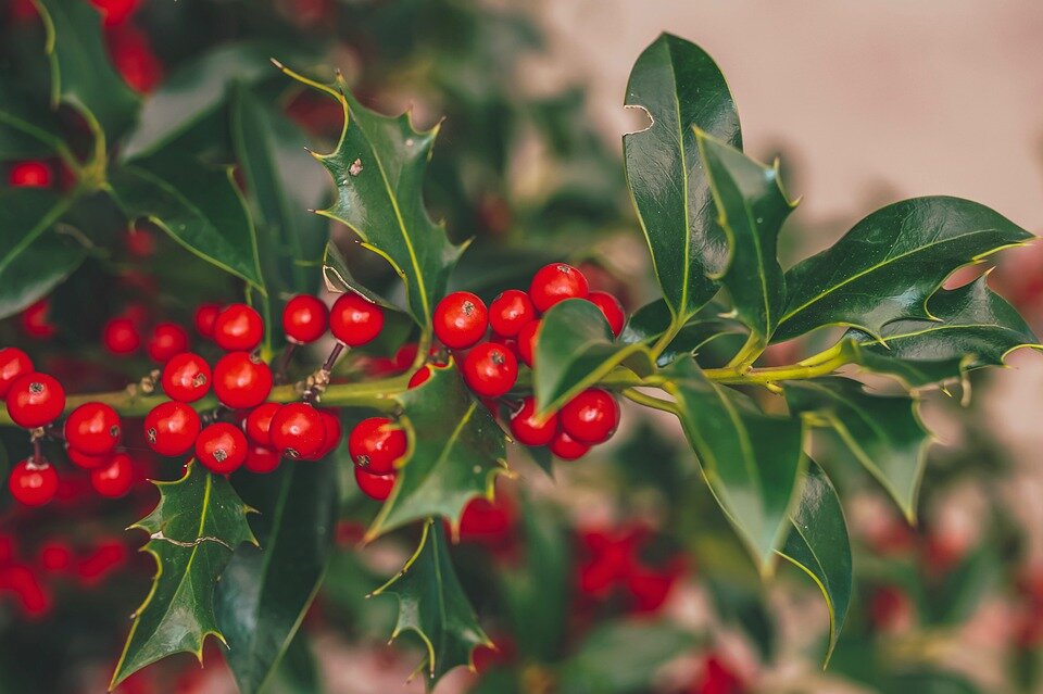 ILEX AQUIFOLIUM