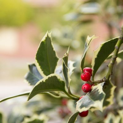 ILEX AQUIFOLIUM ´VARIEGATUM´