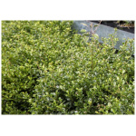 ILEX CRENATA