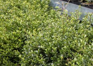 ILEX CRENATA
