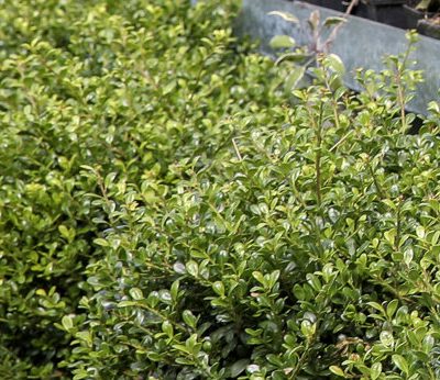 ILEX CRENATA