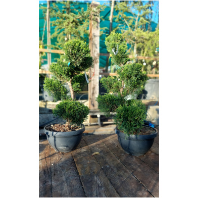 JUNIPERUS CHINENSIS MINT JULEP