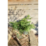 JUNIPERUS CHINENSIS ´OLD GOLD´