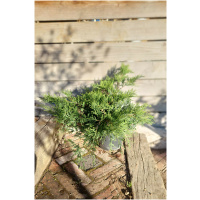 JUNIPERUS CHINENSIS ´OLD GOLD´