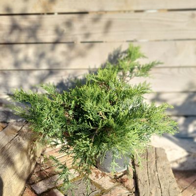 JUNIPERUS CHINENSIS ´OLD GOLD´