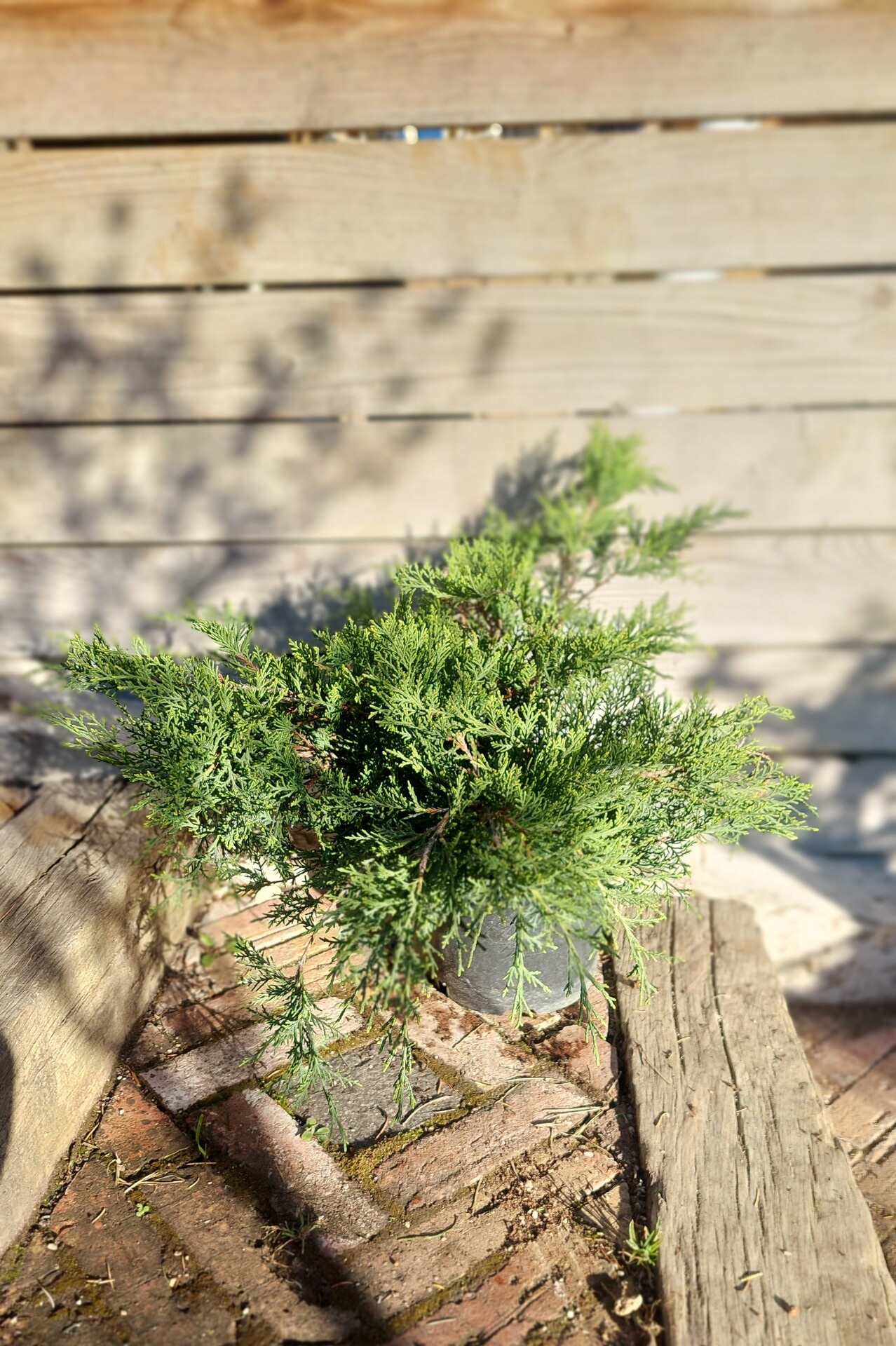JUNIPERUS CHINENSIS ´OLD GOLD´