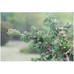JUNIPERUS CHINENSIS ´SPARTAN´ 60-80