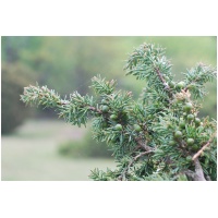JUNIPERUS CHINENSIS ´SPARTAN´ 60-80