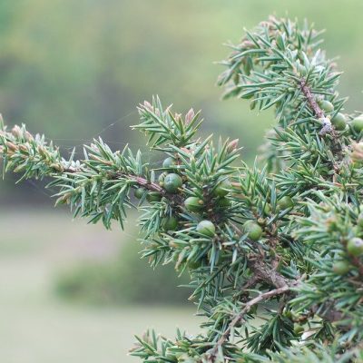 JUNIPERUS CHINENSIS ´SPARTAN´ 60-80