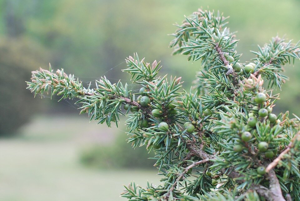 JUNIPERUS CHINENSIS ´SPARTAN´ 60-80
