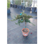 JUNIPERUS CONFERTA BLUE PACIFIC