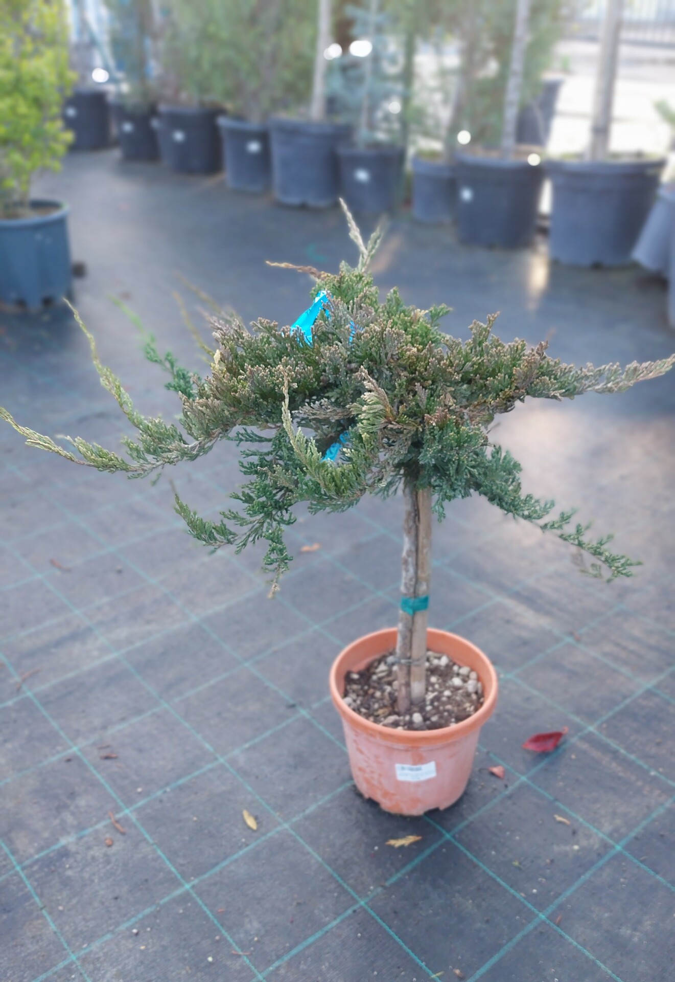 JUNIPERUS CONFERTA BLUE PACIFIC