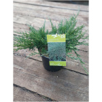 JUNIPERUS HORIZONTALIS PROSTRATA