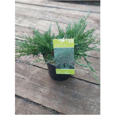 JUNIPERUS HORIZONTALIS PROSTRATA