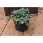 JUNIPERUS HORIZONTALIS ´WILTONII´