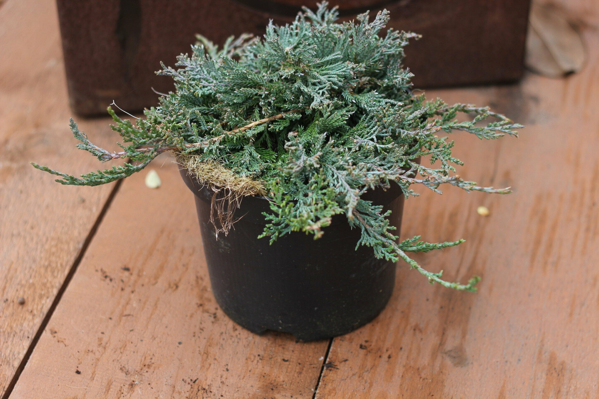 JUNIPERUS HORIZONTALIS ´WILTONII´