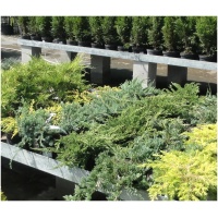 JUNIPERUS HORIZONTALIS ´ANDORRA COMPACT´