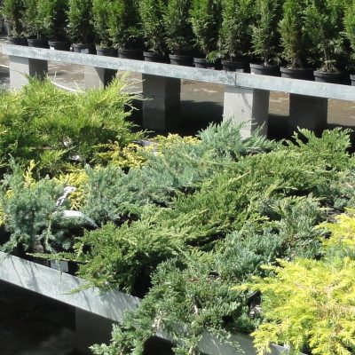 JUNIPERUS HORIZONTALIS ´ANDORRA COMPACT´