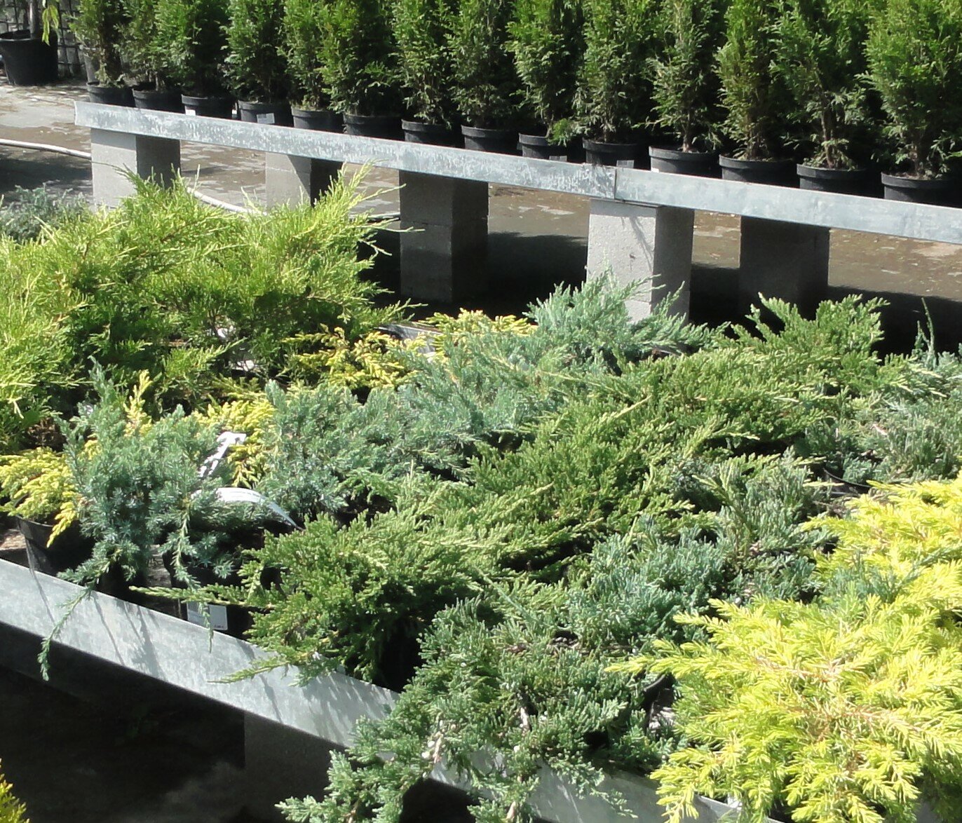 JUNIPERUS HORIZONTALIS ´ANDORRA COMPACT´