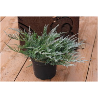 JUNIPERUS HORIZONTALIS ´BLUE CHIP´