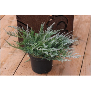 JUNIPERUS HORIZONTALIS ´BLUE CHIP´