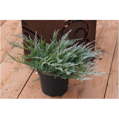 JUNIPERUS HORIZONTALIS ´BLUE CHIP´