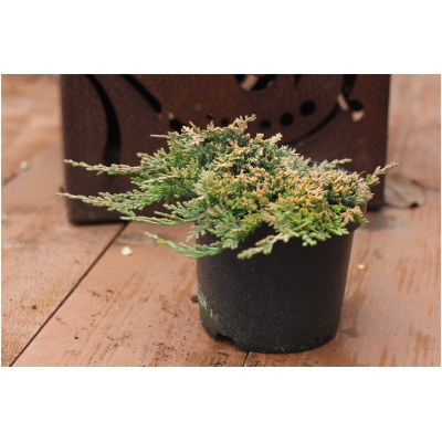 JUNIPERUS HORIZONTALIS ´GOLDEN CARPET´