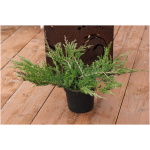 JUNIPERUS HORIZONTALIS ´PRINCE OF WALES´
