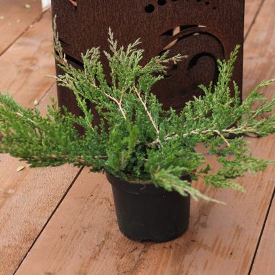 JUNIPERUS HORIZONTALIS ´PRINCE OF WALES´