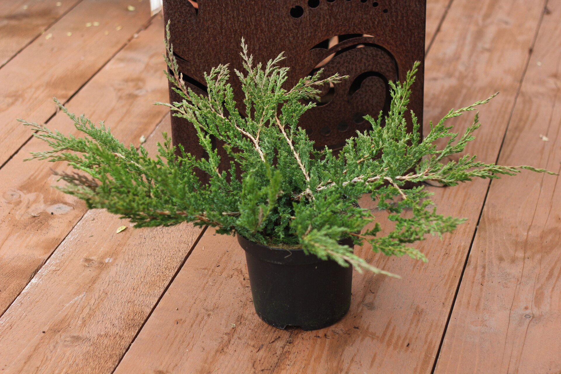 JUNIPERUS HORIZONTALIS ´PRINCE OF WALES´