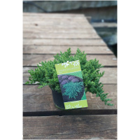 JUNIPERUS PROCUMBENS NANA