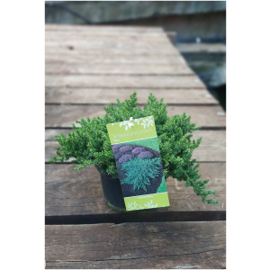 JUNIPERUS PROCUMBENS NANA