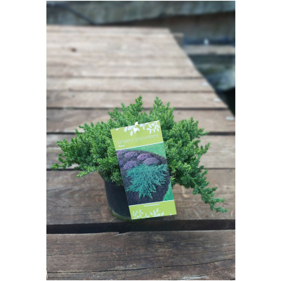 JUNIPERUS PROCUMBENS NANA