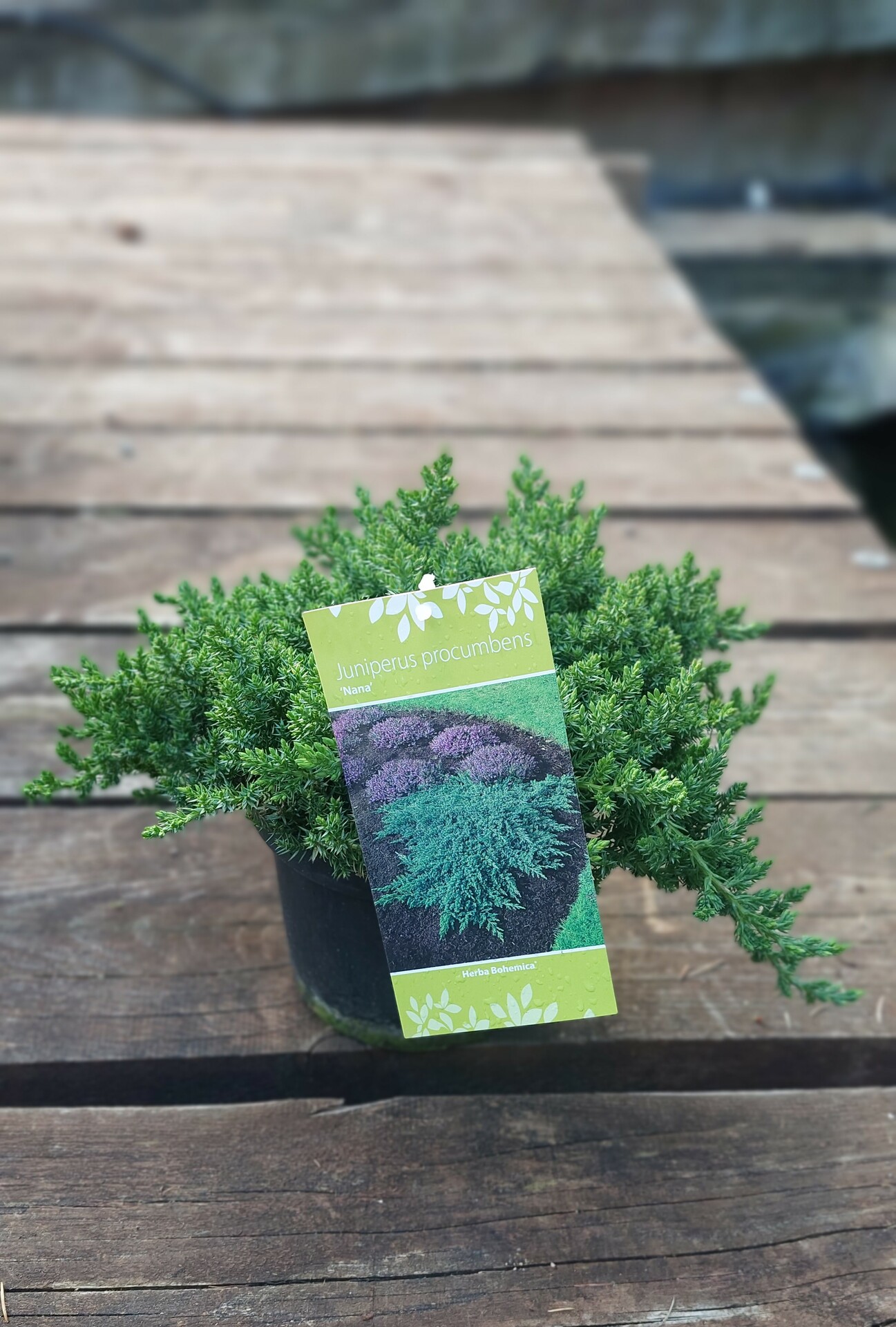 JUNIPERUS PROCUMBENS NANA